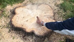 elagage arbre dm paysagiste